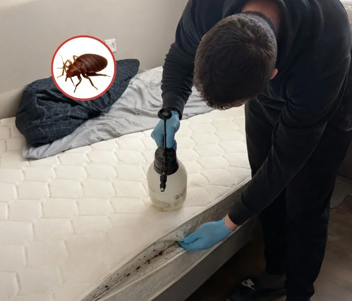 Technicien traitant un matelas contre les punaises de lit à Congis-sur-Thérouanne